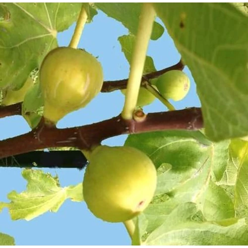 Ficus carica 'Cuello de Dama Blanco'