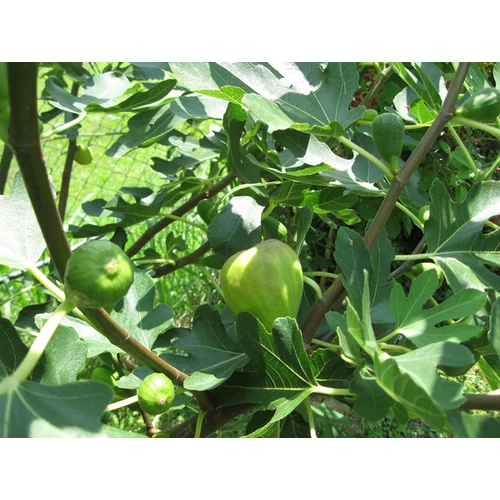 Ficus carica 'Fiorone'