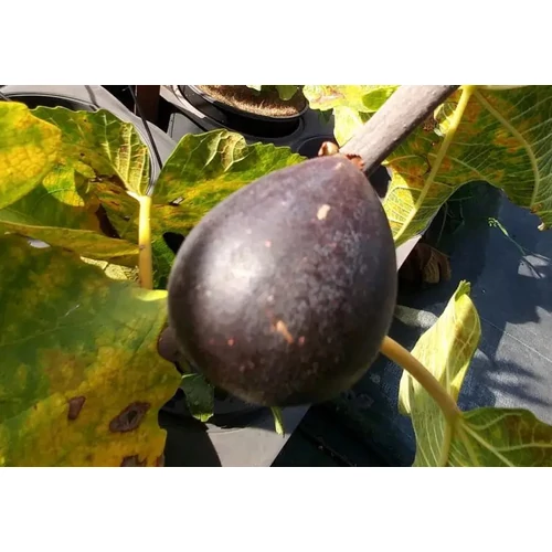 Ficus carica 'Francesca'