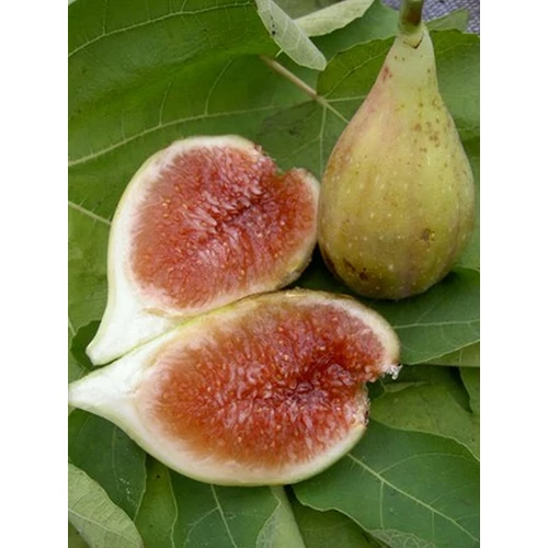 Ficus carica 'Longue d'Aout'