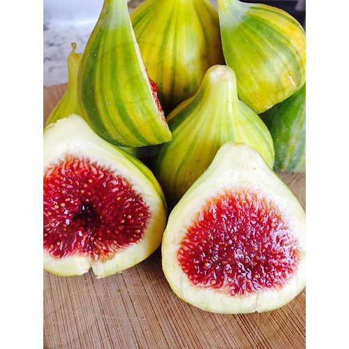 Ficus carica 'Panache'