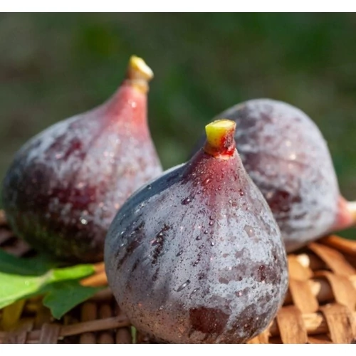 Ficus carica 'Pastiliere'