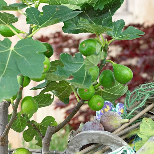 Ficus carica 'Perretta'
