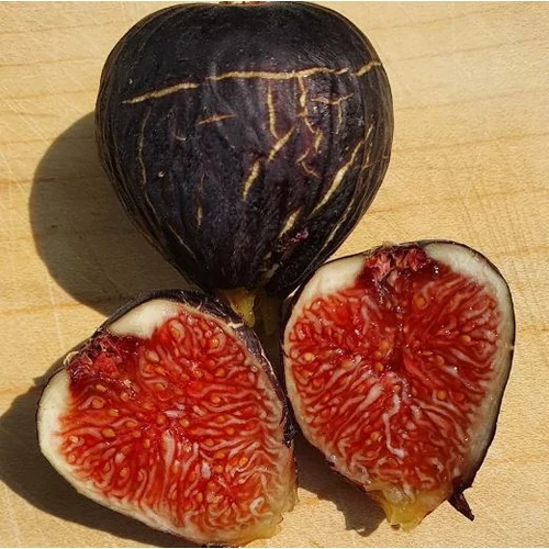 Ficus carica 'Ronde de Bordeaux'