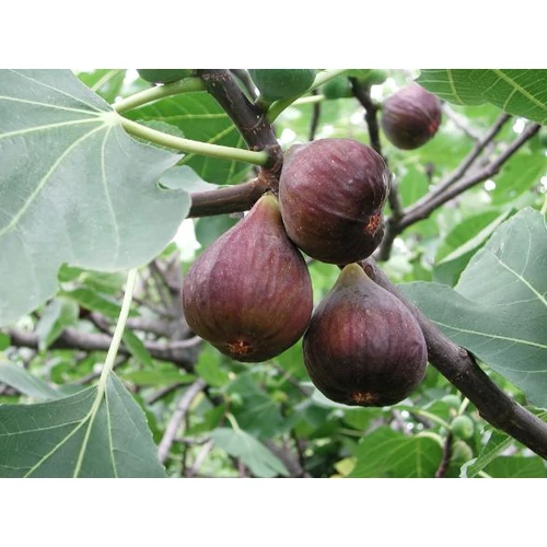 Ficus carica 'Violet Patlican'