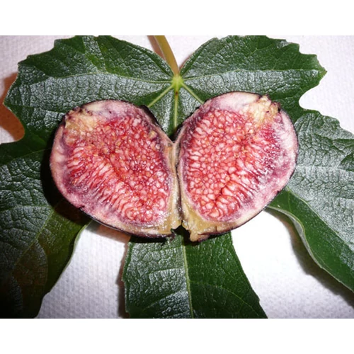 Ficus carica 'Violette de Bordeaux'