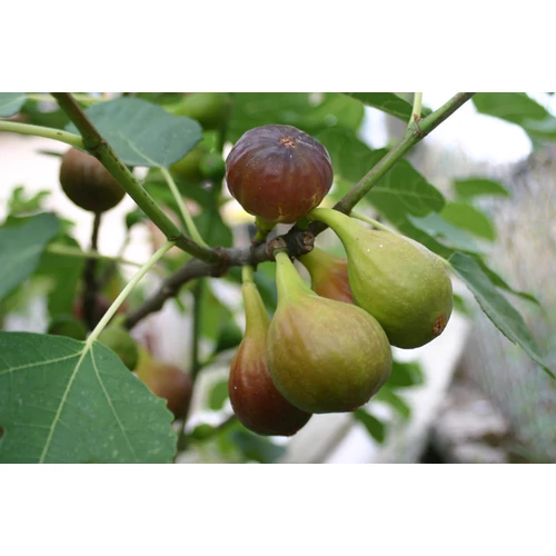 Ficus carica 'Della Signora'
