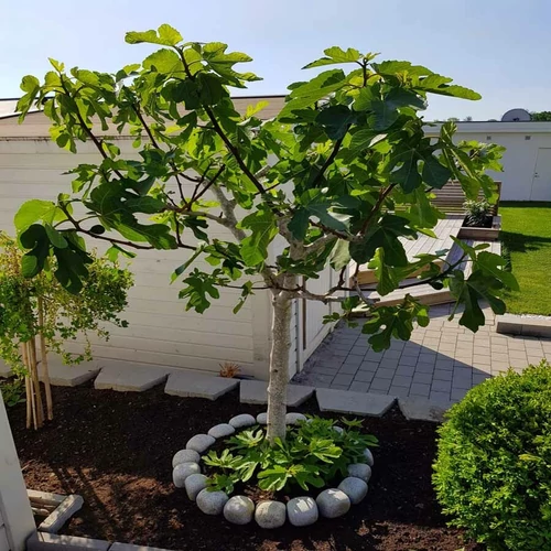 Ficus carica 'Györöki lapos'