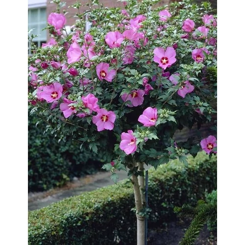 Hibiscus syriacus 'Woodbridge'
