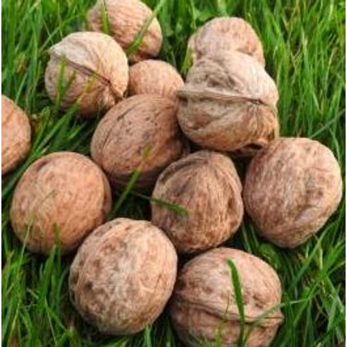 Juglans regia 'Alsószentiváni 117'