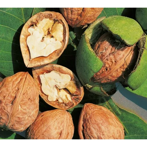Juglans regia 'Lara'