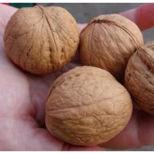 Juglans regia 'Milotai 10'