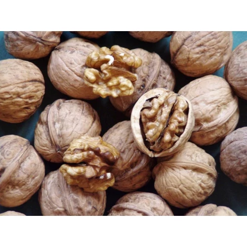 Juglans regia 'Tiszacsécsi 83'