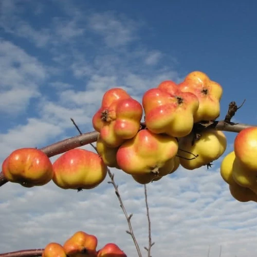 Malus domestica 'Apistar'