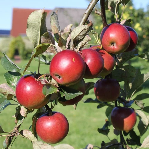 Malus domestica 'Csányi jonathan'