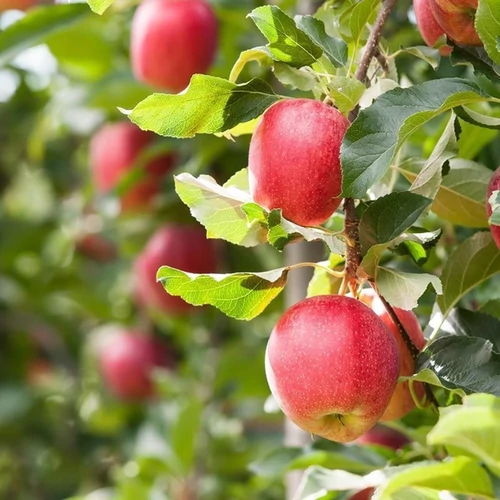 Malus domestica 'Éva'