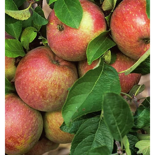 Alma  (konténeres) - Malus domestica 'Fuji' 80/100cm K7,5l
