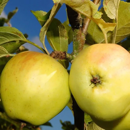 Malus domestica 'Goldcats'