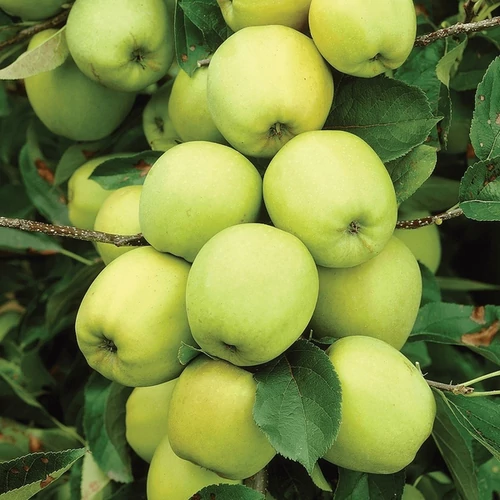 Malus domestica 'Golden Delicious'