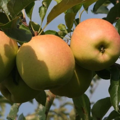 Malus domestica 'Golden Reinders'