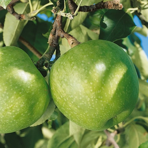 Malus domestica 'Granny Smith'