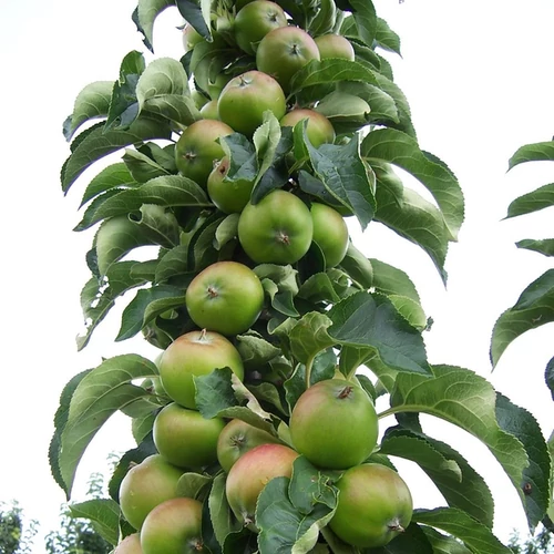 Malus domestica 'Greencats'