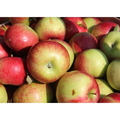 Malus domestica 'Húsvéti rozmaring'