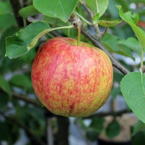Malus domestica 'Jonagold'