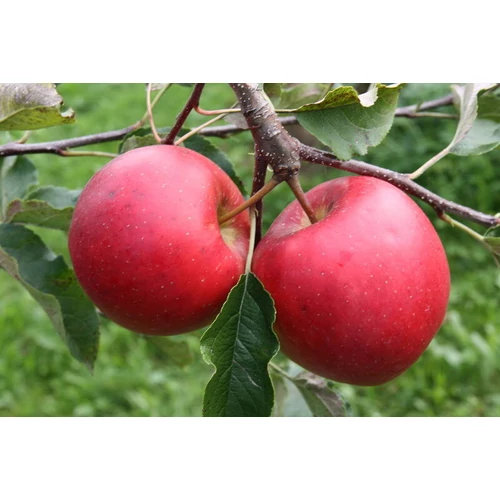 Malus domestica 'Jonagored'