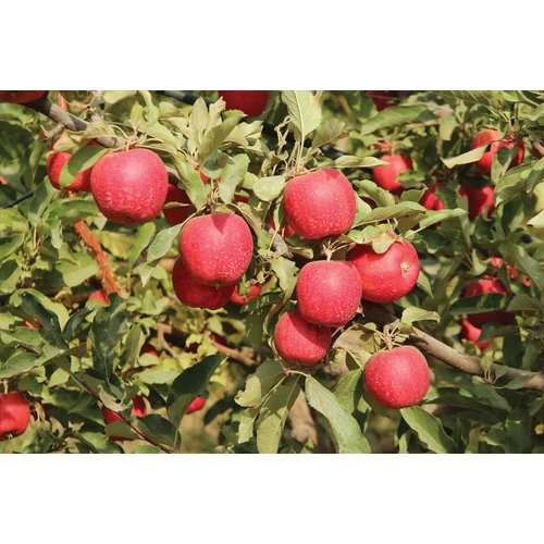 Malus domestica 'Kraljica cardasa'