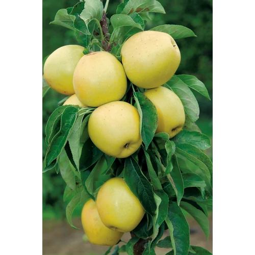 Malus domestica 'Moonlight'