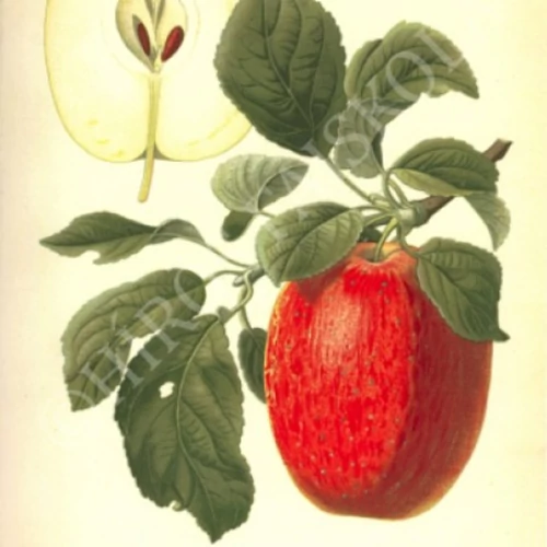 Malus domestica 'Nyári zamatos'