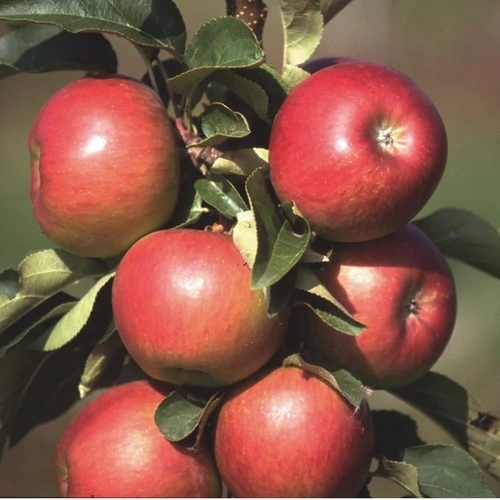 Malus domestica 'Pomredrobust'