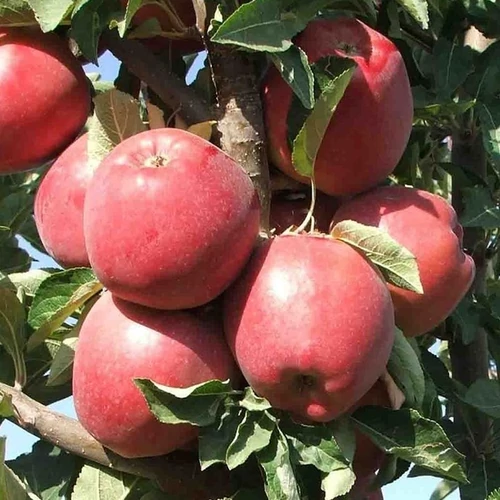 Malus domestica 'Red Chief'