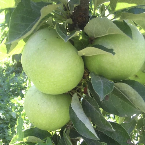 Malus domestica 'Smaragd'