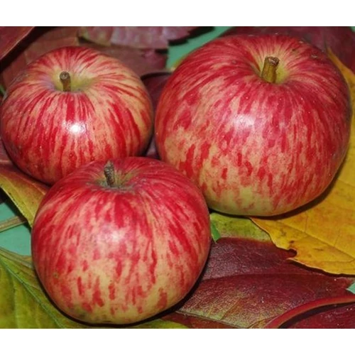 Malus domestica 'Fahéj'