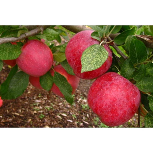 Malus domestica 'Florina'
