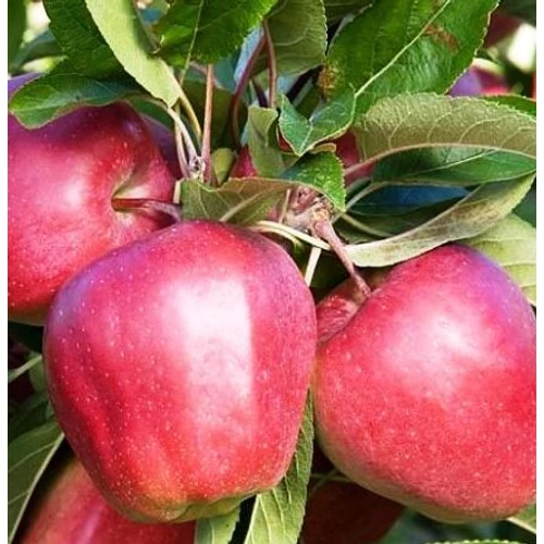 Malus domestica 'Gloster'