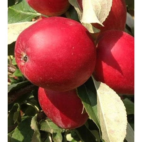 Malus domestica 'Kathy'