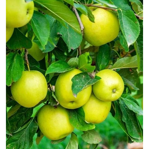 Malus domestica 'Mutsu'