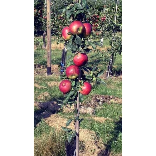 Alma oszlopos törpe (konténeres) - Malus domestica 'Pidi Merlin' 80/100cm K10l