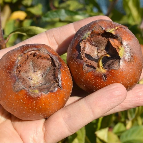 Mespilus germanica 'Holland óriás'