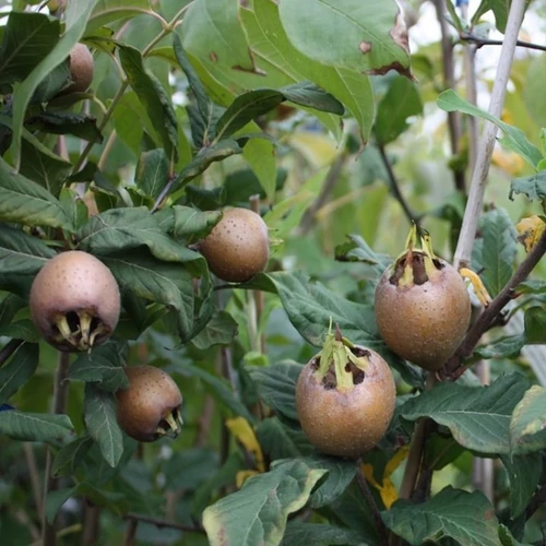 Mespilus germanica 'Szentesi rózsa'