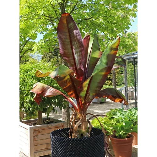 Musa ensete (Ensete ventricosum) 'Maurelii'