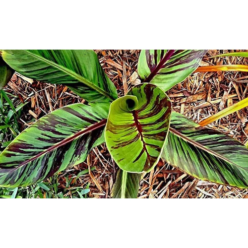 Musa sikkimensis 'Red Tiger'