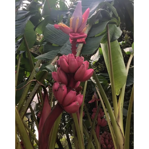 Musa velutina