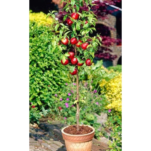 Prunus persica