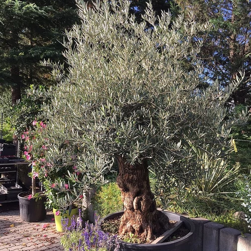 Olea europaea 'Cailletier'