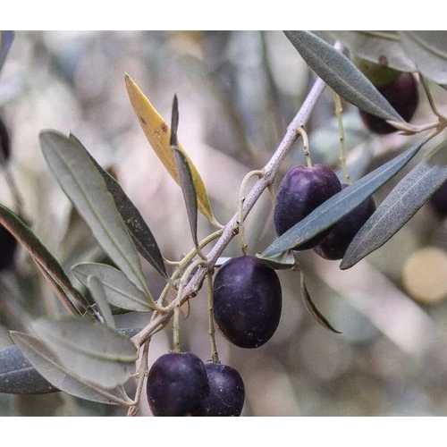 Olea europaea 'Frantoio'