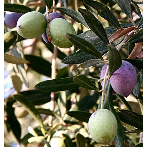 Olea europaea 'Aglandaou'